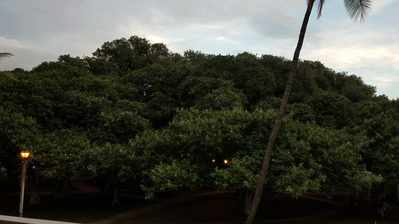 Bird Happy Hour @ the banyan tree park in Lahaina