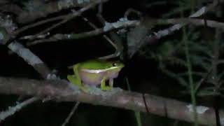 Green tree frog calling.