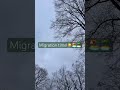 Migrating birds! #christmas #foryou #south#migration#jesuslovesyou