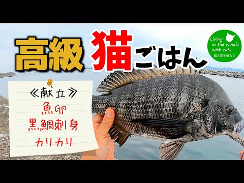 【猫ごはん】黒鯛の美味しい所全部食べ尽くす　魚卵・刺身・カリカリのスペシャル混ぜご飯！！