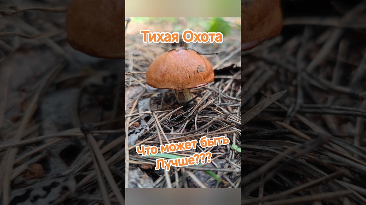 Тихая охота собрали грибы в июле 