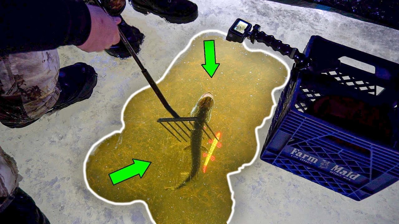 SPEARING Northern PIKE on Early Ice Michigan Pike Spearing INSANE YouTube