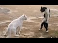 Funny Cats - Compilation