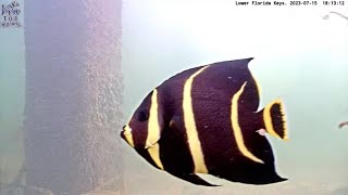 Juvenile Gray Angelfish #vivathekeys #underwater #livestream