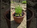 Aquilegia Flower Bloom Timelapse | Relaxing Columbine Blossom Magic 🌿 #stressrelief #shorts #viral
