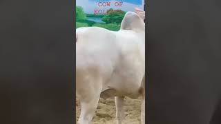 Pathan cattle farm biggest cow of Pathan best collection dangerous cow for 2023