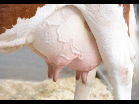 Видео: В каком возрасте у коров появляется вымя?