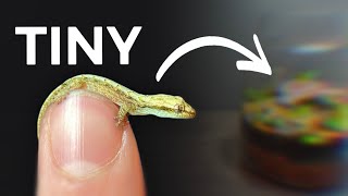 Tiny Lizard Terrarium (Vivarium) by Dr. Plants 4,131,310 views 2 years ago 6 minutes, 33 seconds