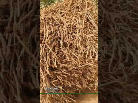 تقصير النخيل الطويلة من وجهة نظر خاصة