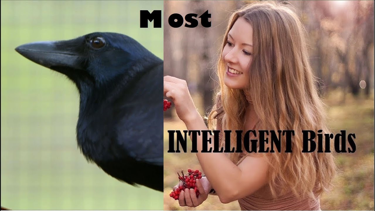 World s Most Intelligent Birds Smartest Birds Scoop Of The Day YouTube world-s-most-intelligent-birds-smartest-birds-scoop-of-the-day-youtube