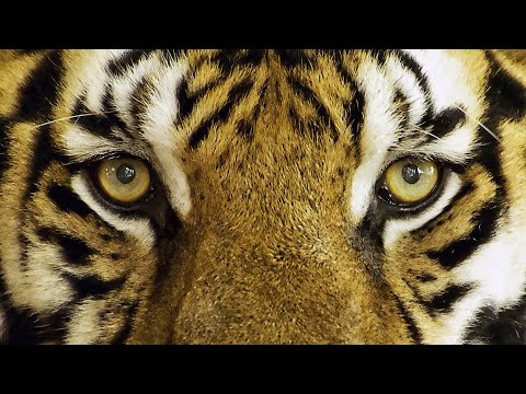 April Stevens   Teach Me Tiger (with lyrics)