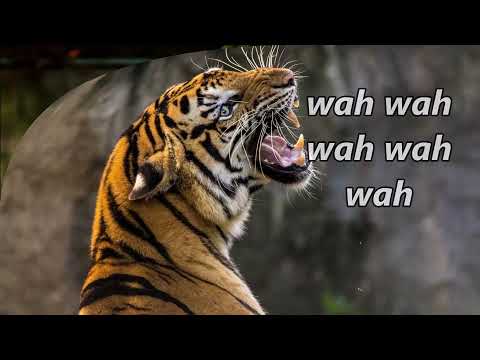 April Stevens   Teach Me Tiger with lyrics