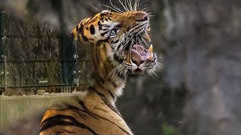 Thumbnail of April Stevens   Teach Me Tiger (with lyrics)