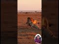 A Brave Dog Challenges a Lion Nature Decides the Winner