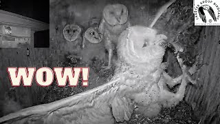 Adorable Barn Owl Nestling Goes Wild And Snags Rabbit From Parent In Stunning Moment!