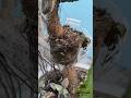 part 1 air layering result #ficus #ficusbenjamina #like #subscribe #viral #trending
