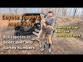 Coyote traping made easy