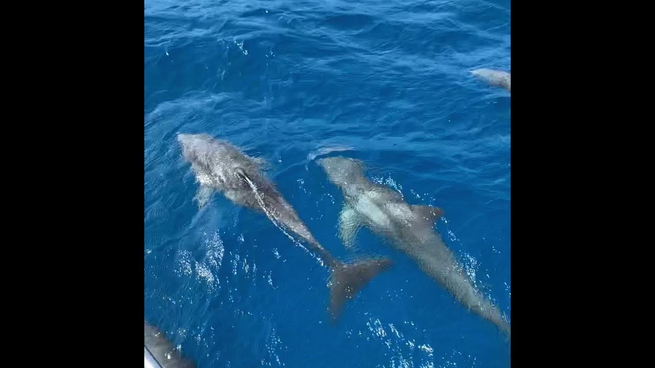 Open Water Sailing Key West to Dry Tortugas YouTube