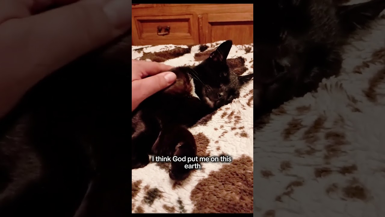 Кошачьи мотивы 