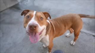 Prince - A1093606 - Brooklyn Acc