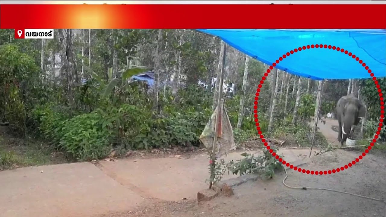വയനാട് വാകേരിയിൽ വീണ്ടും കാട്ടാന; വീടിന് മുന്നിലൂടെ നടന്നു പോകുന്ന ദൃശ്യം പുറത്ത്