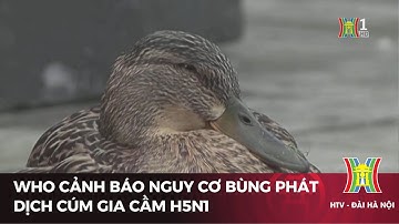WHO cảnh báo nguy cơ bùng phát dịch cúm gia cầm H5N1 | Tin tức mới nhất | Tin quốc tế