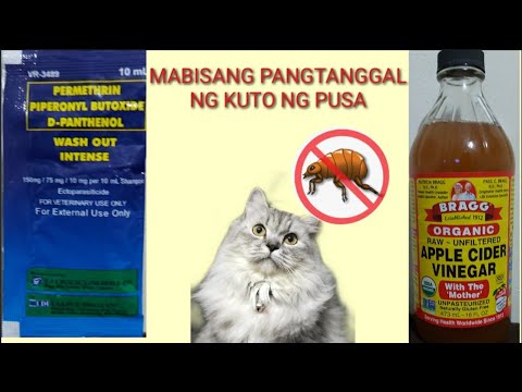 Video: 3 Mga Paraan upang Maglaro sa Mga kuting