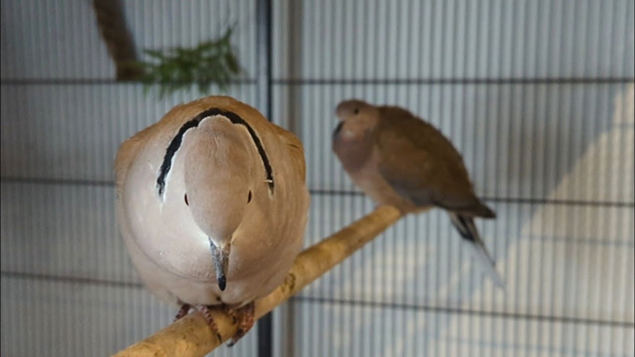 Petdove Skippy chooses mommy or Ellis to worship?  (to bow coo to) ;-)