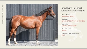 Lot 28 -  Exceptional Broodmare - Dourgana Hero Z - Sea Coast Don
