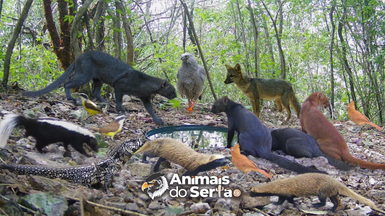 RAPOSAS, FURÃO, GATO MOURISCO, TEIÚ, GAMBÁS. ESSES E OUTROS ANIMAIS VIERAM