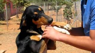 KAZSHELTER Smiling Della & Nick-MVI_0852.avi