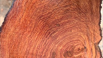 GL rễ cẩm chỉ krôngpa đặc tịt tinh lõi chun sụn toàn tập 22kg kt trong vd bác nào vào vc lh