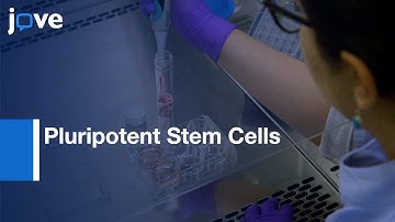 Macrophage production from Pluripotent Stem Cells | Protocol Preview