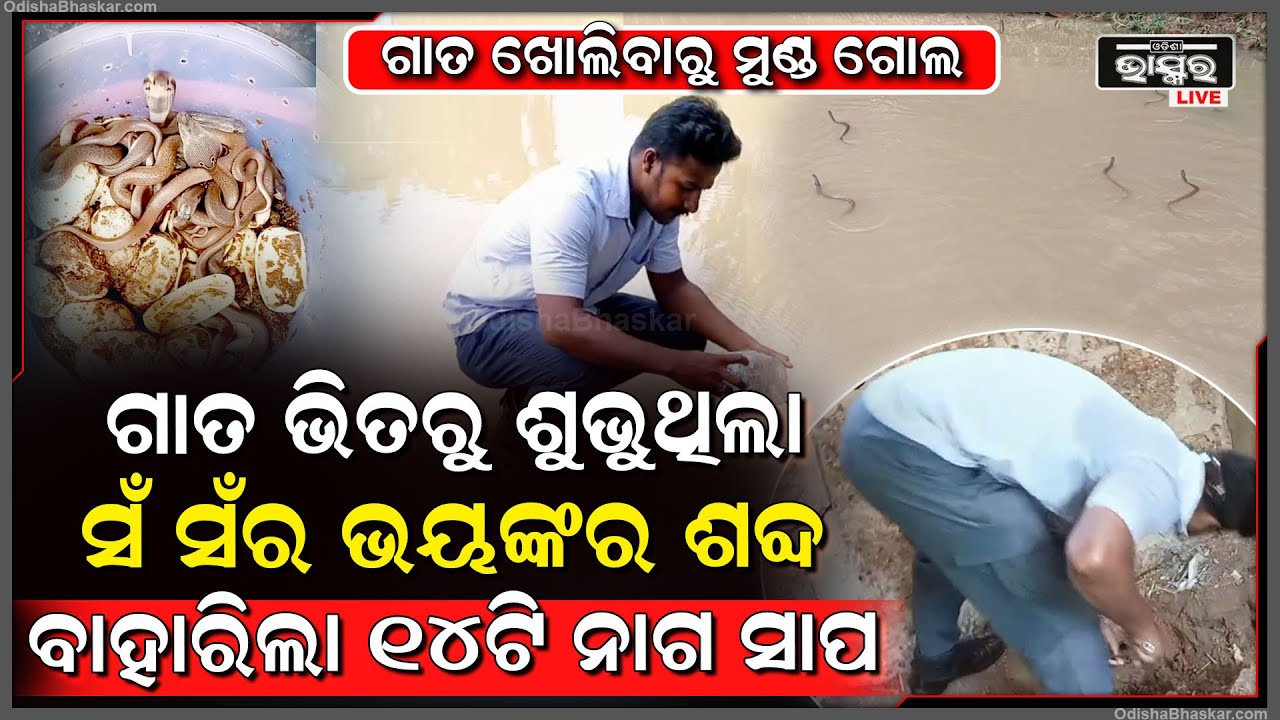 ୧୩ ଛୁଆକୁ ଛାଡି ଯାଉନଥିଲା ନାଗୁଣି...ଘର ଭିତରେ ଜଗି ବସି ଛାଡିଲା ଭୟଙ୍କର ଗର୍ଜନ