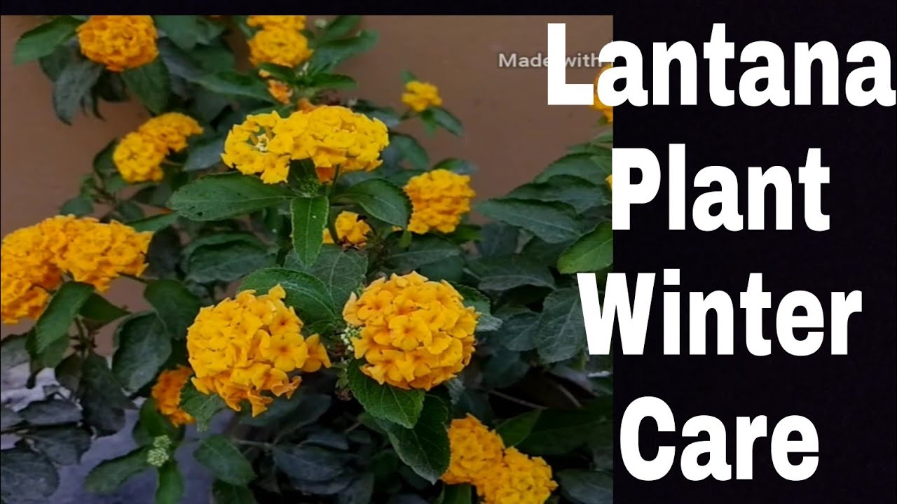 How to care Lantana in winter || fertilizer || #bestpermanentflowers ...