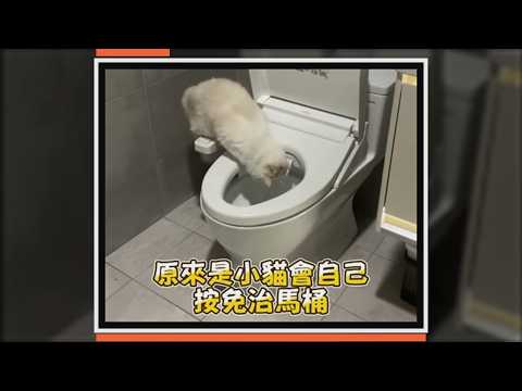 浴室天天濕兇手竟是牠 貓咪熟練按馬桶沖水 #Shorts