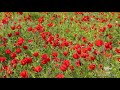 Video: Grounds of poppies