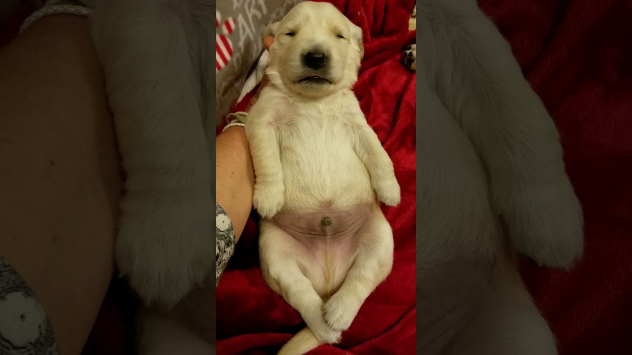 Two week old golden retriever puppy loves getting a massage.