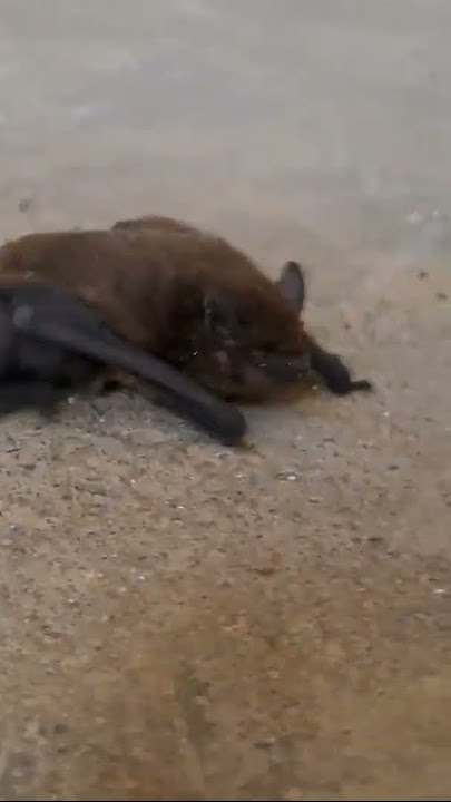 EASY GOTH MAKEUP FOR BABY BATS! 🦇🖤 