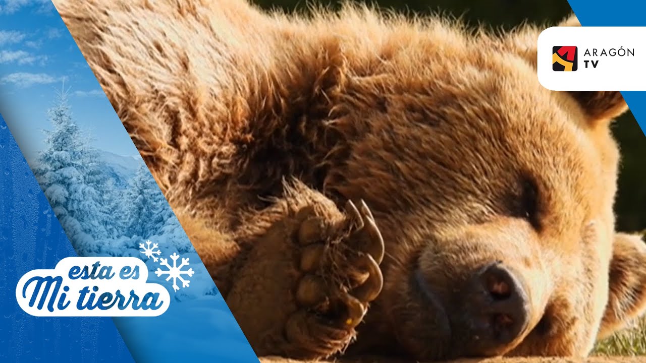 La hibernación de los animales - YouTube
