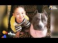 Street Dog From Puerto Rico Becomes Best Nanny To His Human Siblings | The Dodo Pittie Nation