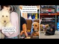 Service Dog Compilation of Tiktok - Try not to cry.