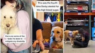 Service Dog Compilation of Tiktok - Try not to cry.