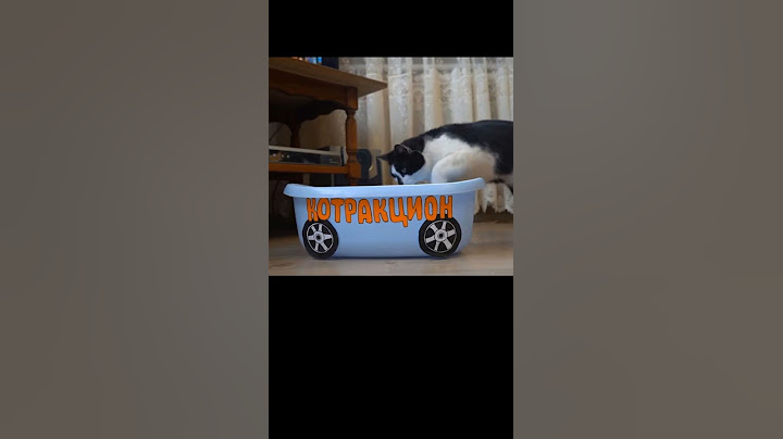 Котик на Американских горках #shorts​