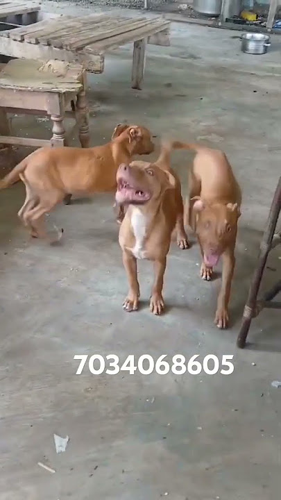 Top quality pitbull puppy for sale in kerala at low price|#pets #petloversclub #petlover #doglover