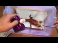 Hikari Leopagel 鬆獅蜥試食: bearded dragon eat Hikari leopgel