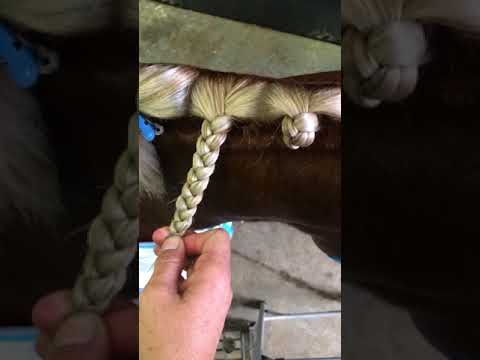 Come Plait a Mane