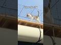 猫の声…?どこから?