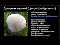 Дождевик луговой (Lycoperdon depressum)