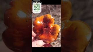Дождались первые весенние грибы #опятазимние #фламмулина #грибы #лес #релакс #прогулка #шортс #лайк